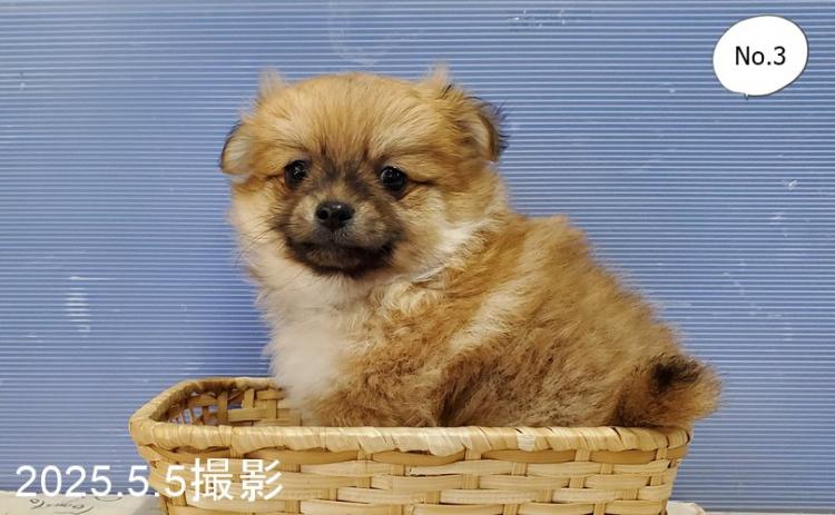 animal_image