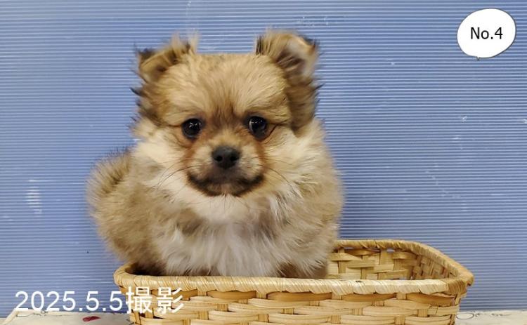 animal_image