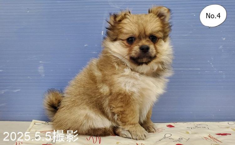 animal_image