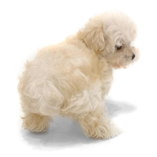 animal_image