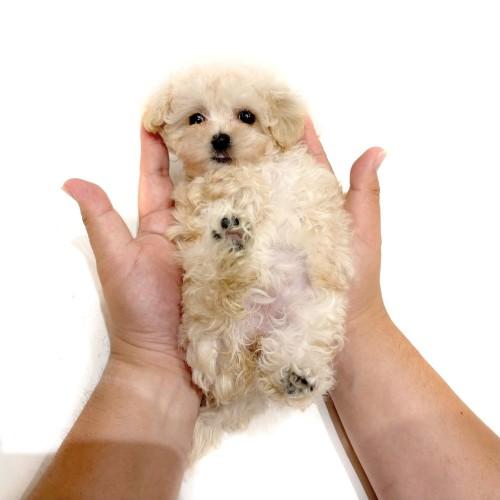 animal_image