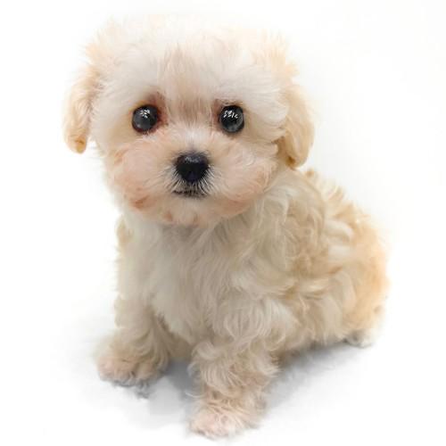 animal_image