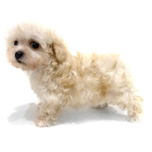 animal_image