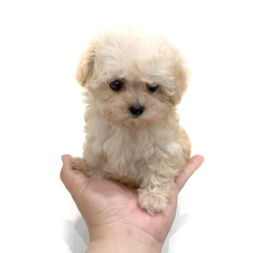 animal_image