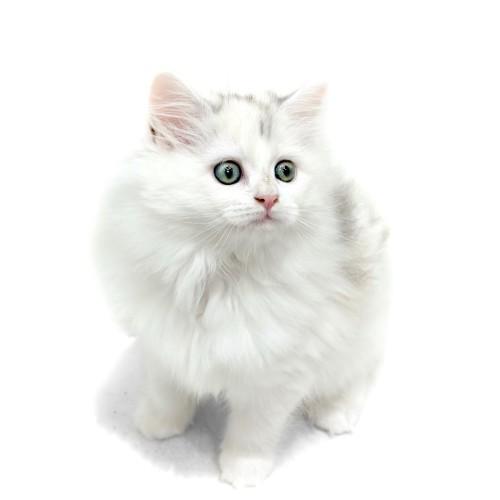animal_image