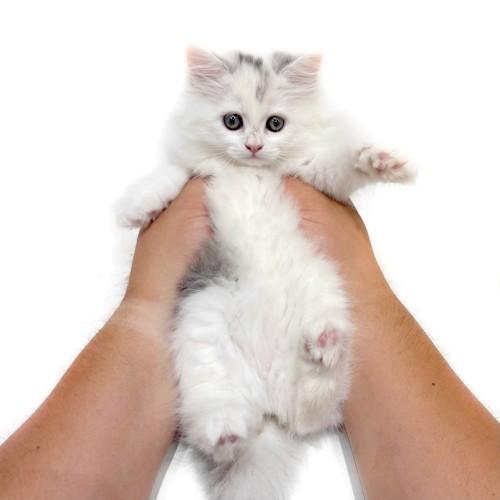 animal_image