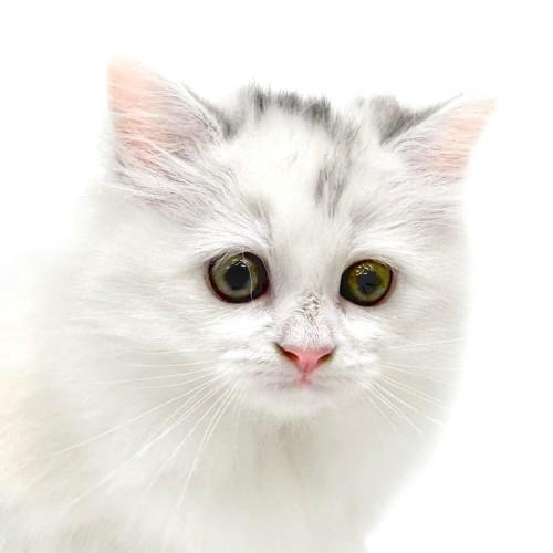 animal_image