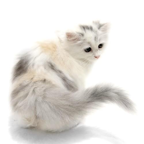 animal_image