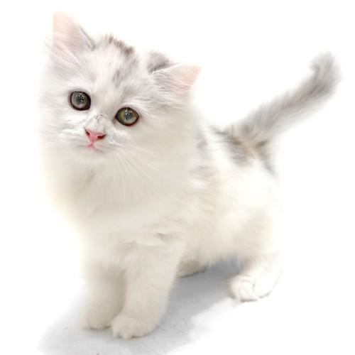 animal_image