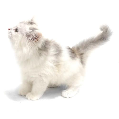 animal_image
