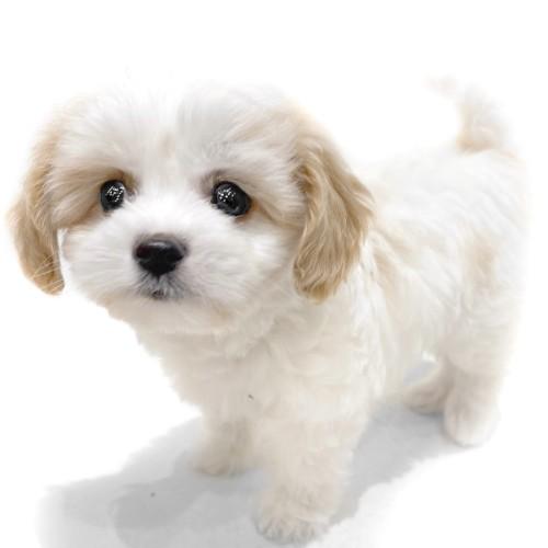 animal_image