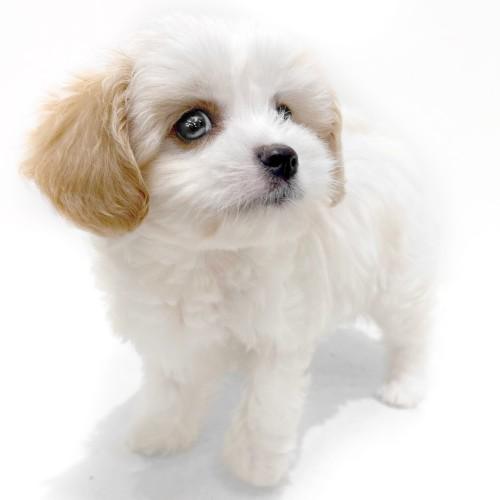 animal_image