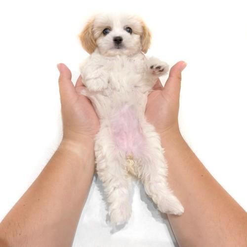 animal_image