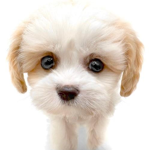 animal_image