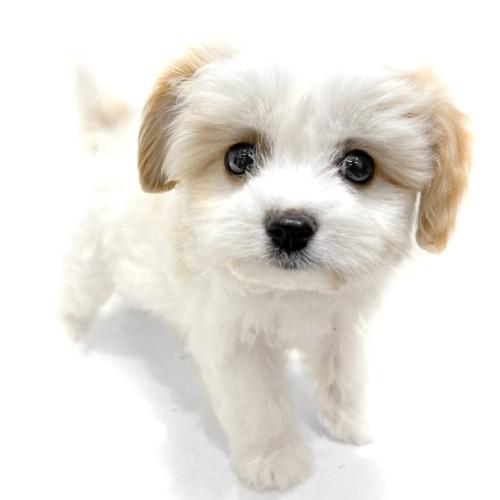 animal_image