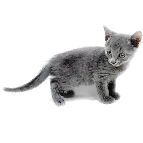 animal_image