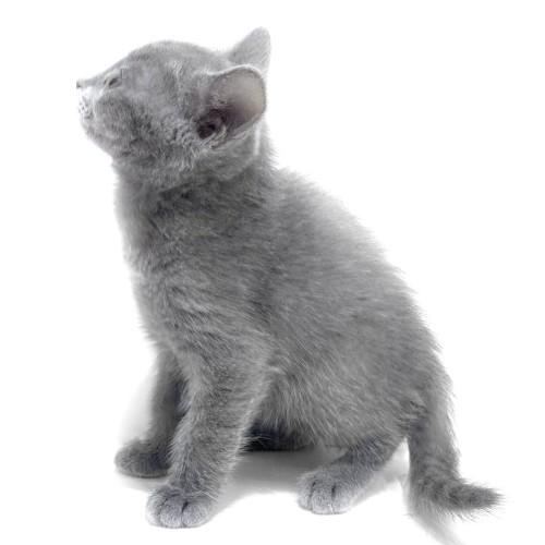 animal_image