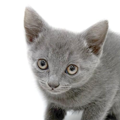 animal_image