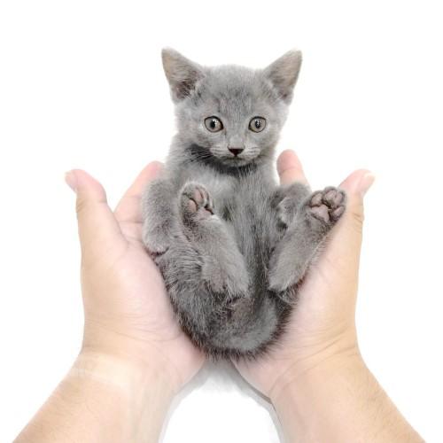 animal_image