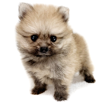 animal_image