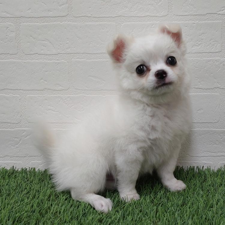 animal_image