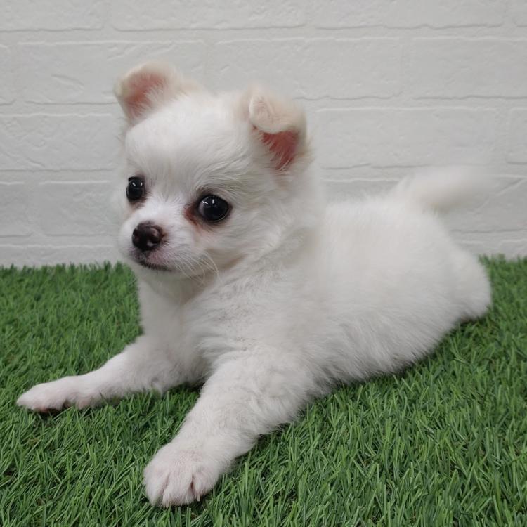 animal_image