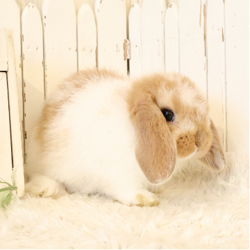 animal_image
