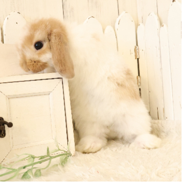 animal_image