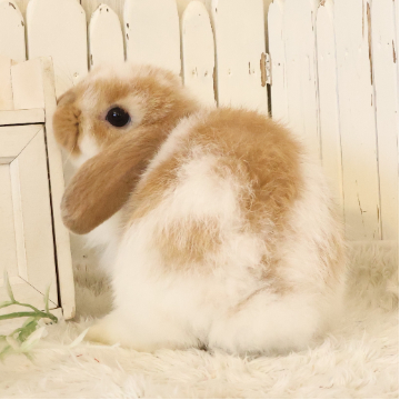 animal_image