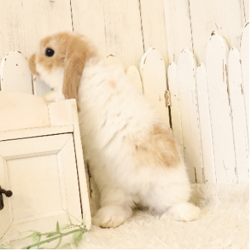 animal_image