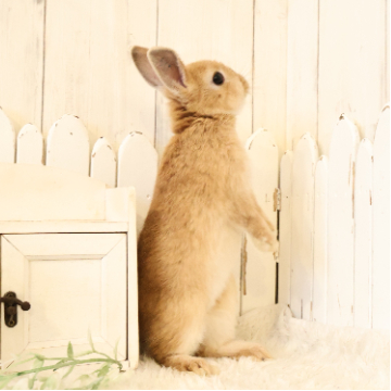 animal_image