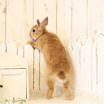 animal_image