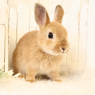 animal_image