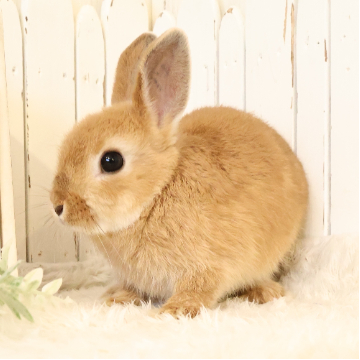 animal_image