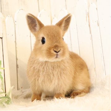 animal_image