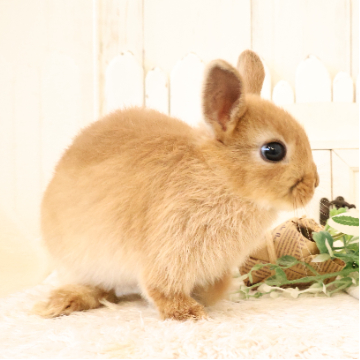animal_image