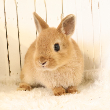 animal_image