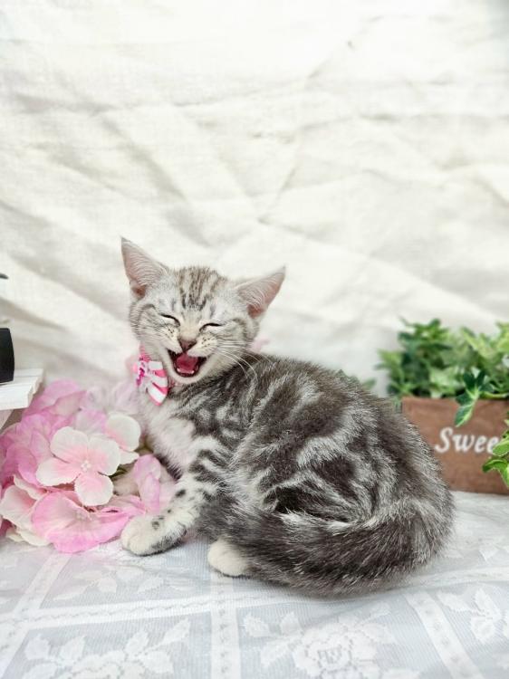 animal_image
