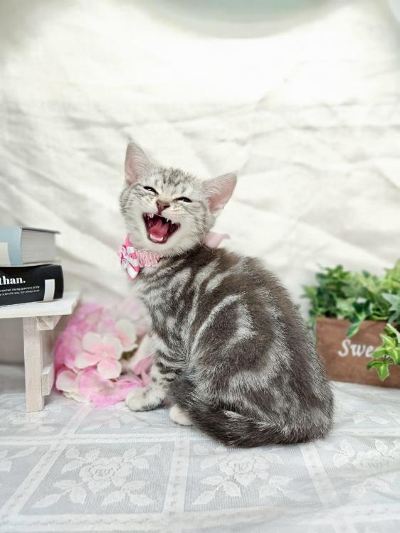 animal_image