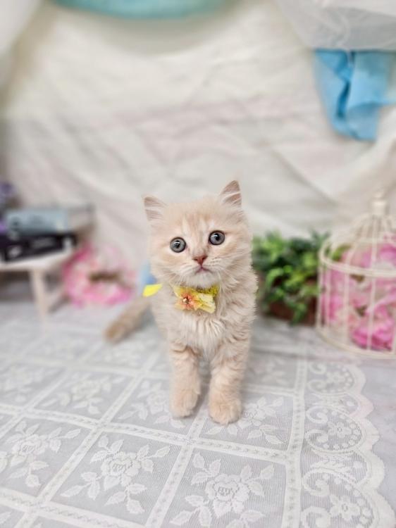 animal_image