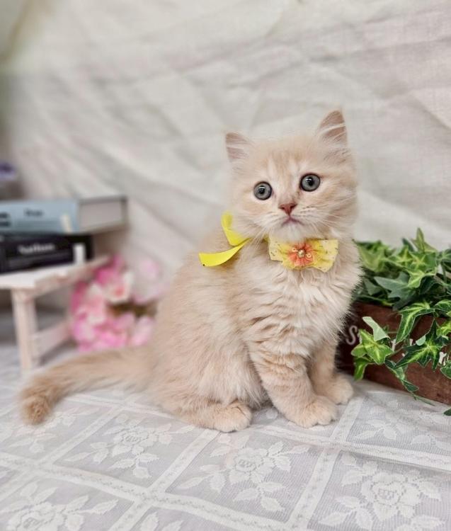 animal_image