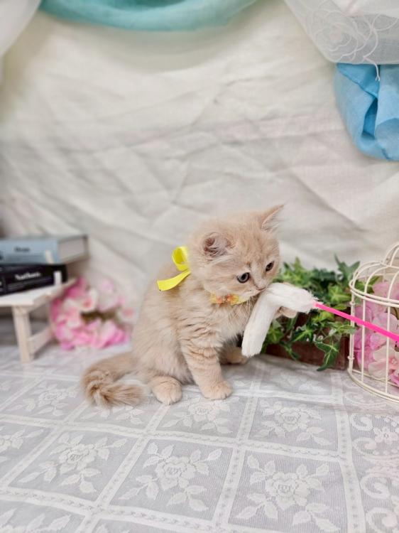 animal_image