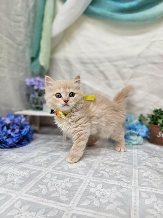 animal_image