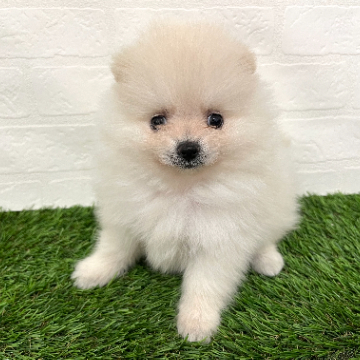 animal_image