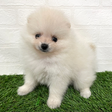 animal_image