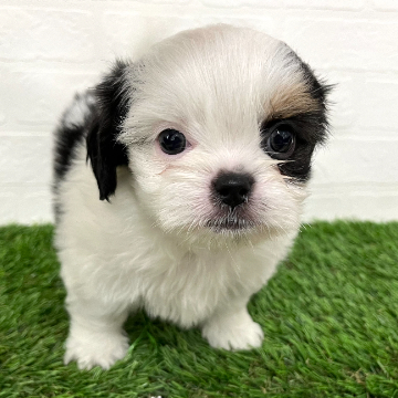 animal_image