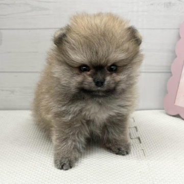 animal_image