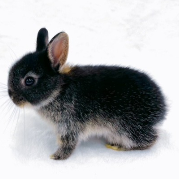 animal_image