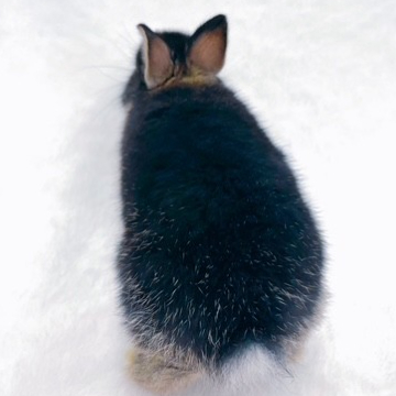 animal_image