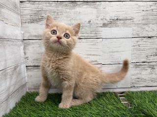 animal_image